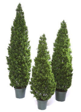 Туя Элитная уличная зеленая