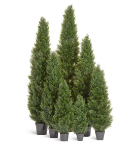 Туя Брабант пушистая уличная