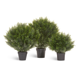 Туя Брабант пушистая шаровидная уличная