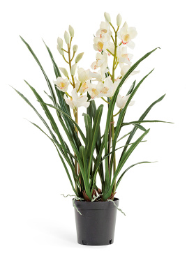 Орхидея Цимбидиум белая куст в кашпо 2 ветки