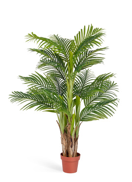 Пальма Арека Катеху