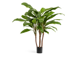 Кордилина зелёная крупнолистная на стволах