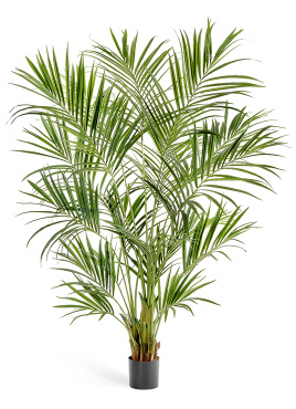 Пальма Кентия (Ховея) де Люкс