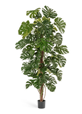 Монстера на стволе большая