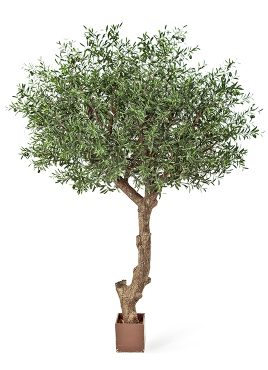 Олива Олден на толстом стволе