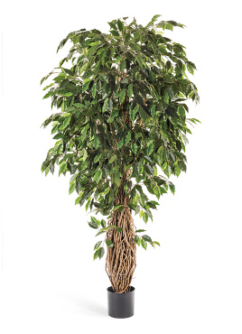 Фикус лиана де люкс