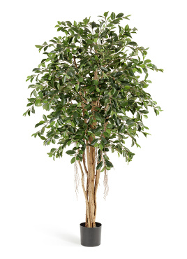 Фикус Ретуса