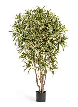 Драцена Рефлекса Ямайка Золотая 145 см