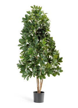 Шеффлера натуральная зелёная