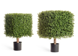 Самшит квадрат уличный на каркасе