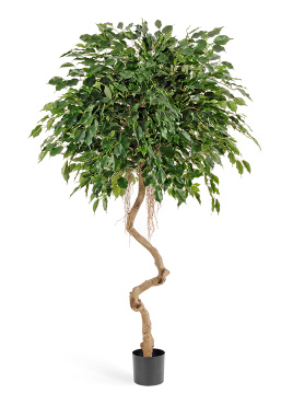 Фикус Бенджамина на забавном стволе