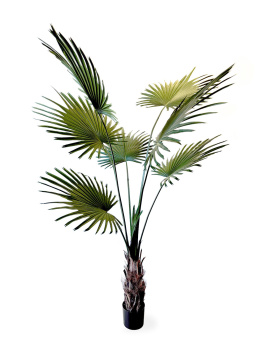 Пальма Вашингтония Прайм