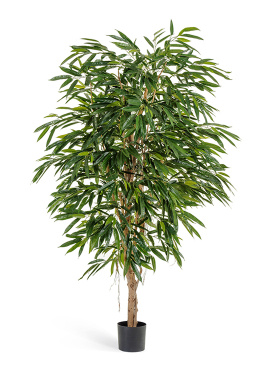 Лонгифолия Роял