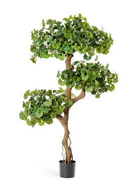 Гинкго на забавном стволе 145 см