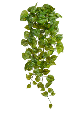 Потос Ауреум ампельный