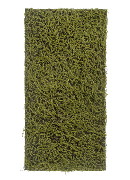 Мох Сфагнум Fuscum тёплый зелёный (полотно среднее)