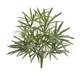 Аралия зелёная куст