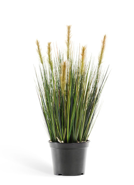 Трава Осока куст с зелёными султанами