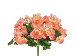 Бегония куст нежно-коралловый со св.жёлтым