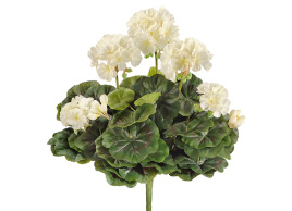 Герань кремовая цветущий куст