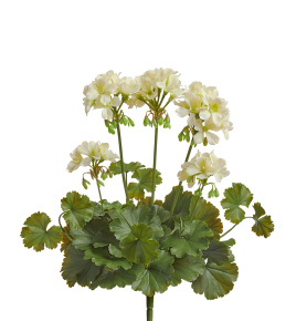 Герань кремовая цветущий куст (UV-фильтр)