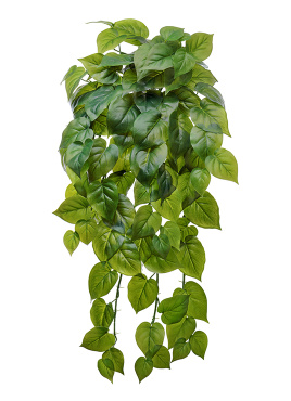 Филодендрон крупнолистный ампельный большой