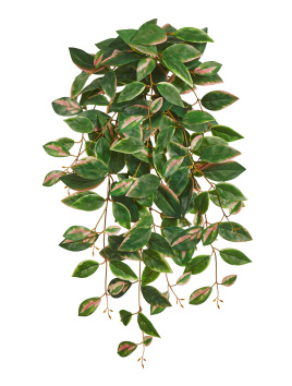 Хойя Кримсон Квин ампельная (Sensitive Botanic)