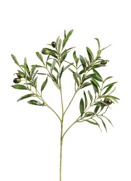 Ветка оливы натуральной с плодами