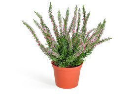 Эрика (вереск) куст нежно-розовый