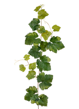 Виноградная гирлянда зелёная