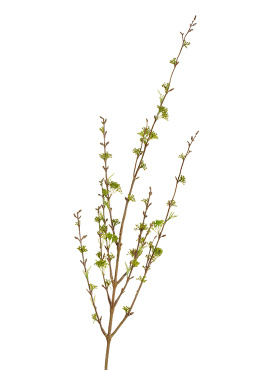 Ветка Корнелиан Черри нежно-зелёная малая