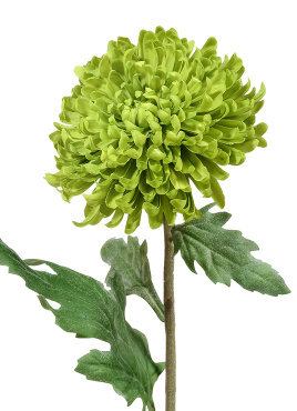 Хризантема Шамрок зелёная