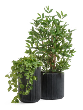 Сет № 4 - Драцена Саркула и Потос в кашпо Treez Ergo Jet цилиндры антрацит