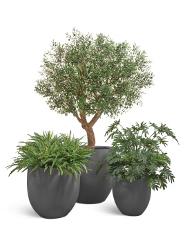 Сет № 8 - Композиция с Оливковым деревом в кашпо Treez Effectory Beton округлый конус