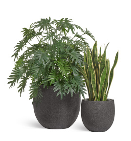 Сет № 21 - Композиция с Филодендроном и Сансевиерией в кашпо Treez Effectory Stone Чаша