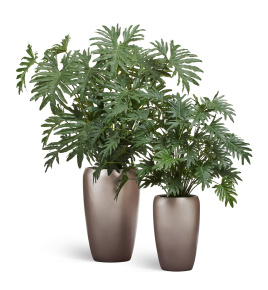 Сет № 105 - Композиция с филодендронами в матовых кашпо Treez Effectory Metal