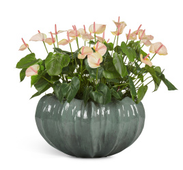 Сет № 121 - Композиция с антуриумом в кашпо Treez Effectory Aura