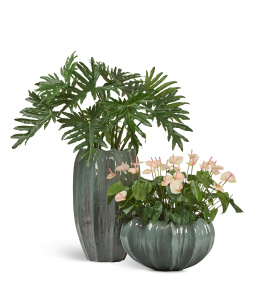 Сет № 122 - Композиция с антуриумом и филодендроном в кашпо Treez Effectory Aura