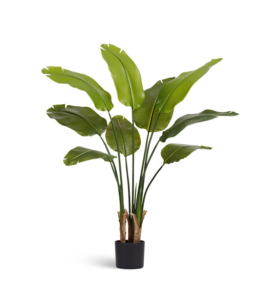 Стрелиция New Style (Sensitive Botanic)