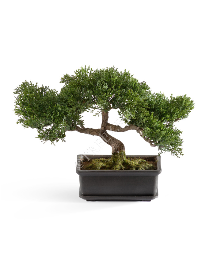Бонсай Сосна-мини в кашпо фото