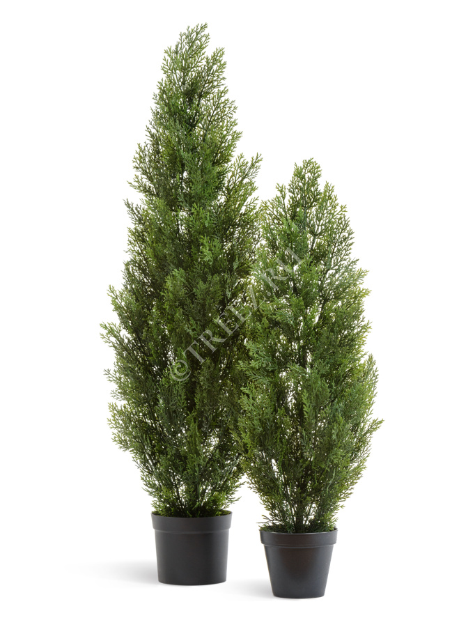 Туя Эйр Элеганс уличная фото