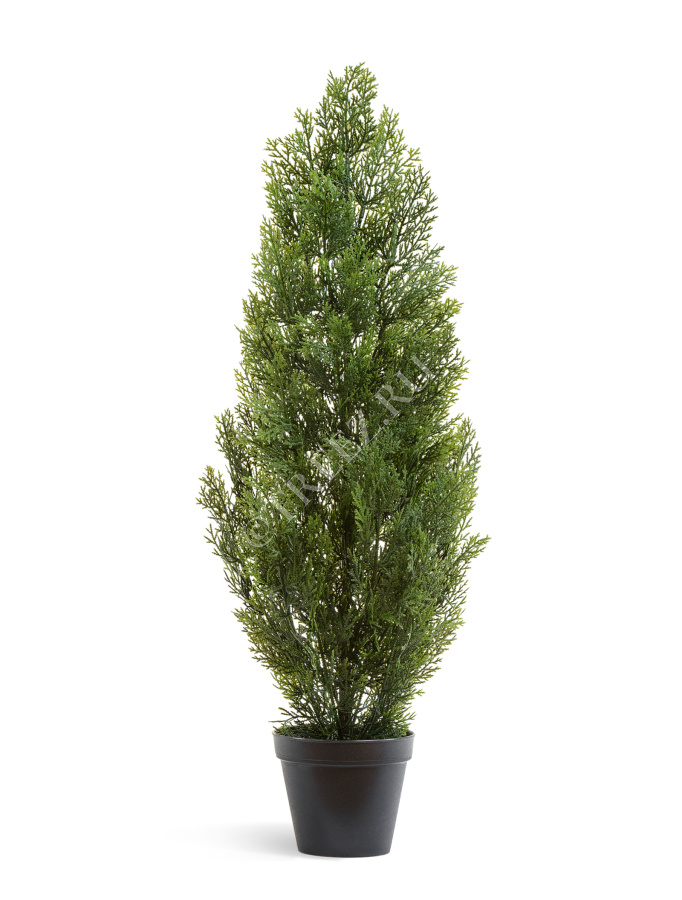 Туя Эйр Элеганс уличная фото