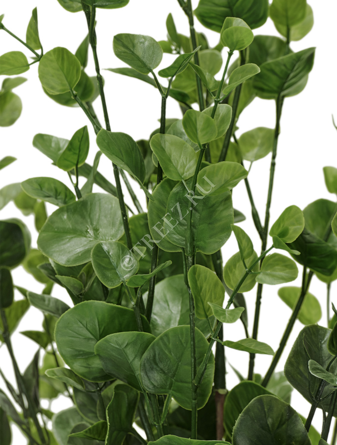 Эвкалипт куст зелёный фото