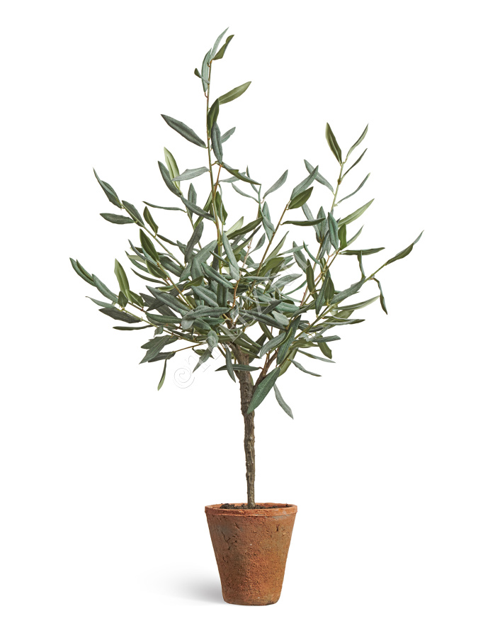 Олива Элегант (серия Prime) в керамическом кашпо фото