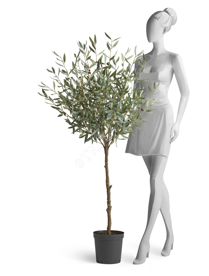 Олива Топиари Шар (серия Prime) фото