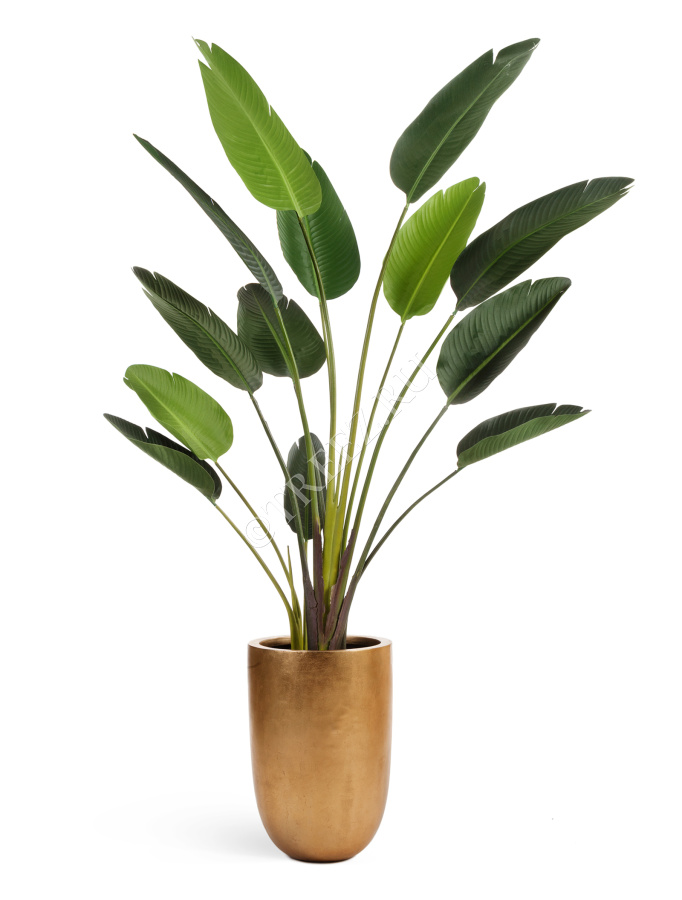 Стрелиция Style зелёная фото