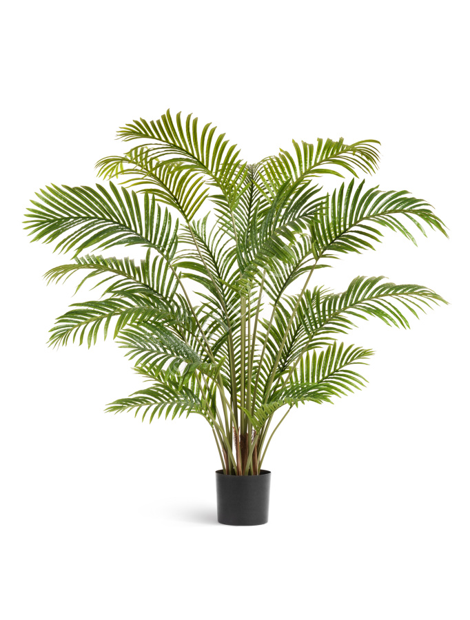 Пальма Арека Хризалидокарпус фото