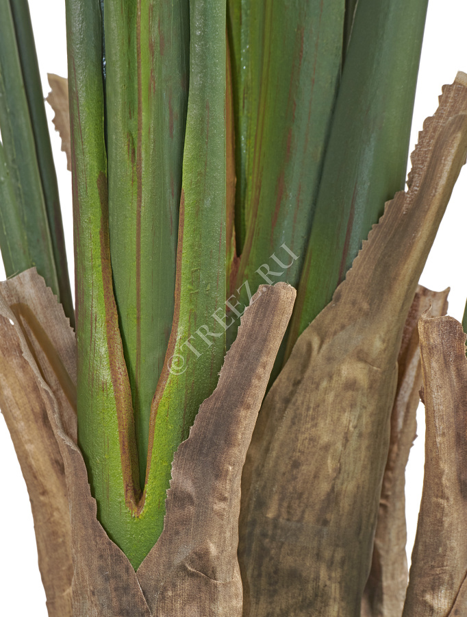 Стрелиция New Style (Sensitive Botanic) фото