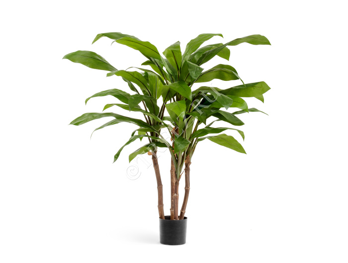 Кордилина зелёная крупнолистная на стволах фото