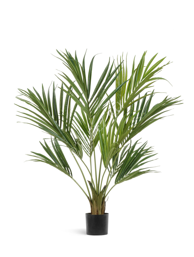 Пальма Кентия (Ховея) де Люкс фото